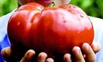 Scopri di più sull'articolo 1^ edizione regionale della “Gara del Pomodoro” promossa da ANCeSCAO Emilia Romagna